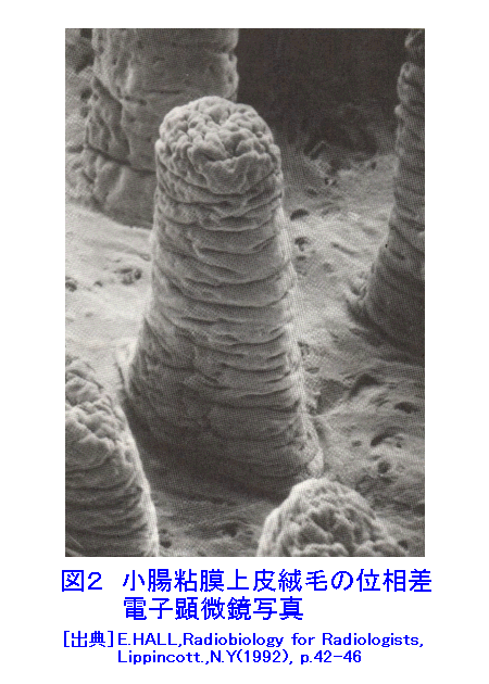 図２  小腸粘膜上皮絨毛の位相差電子顕微鏡写真