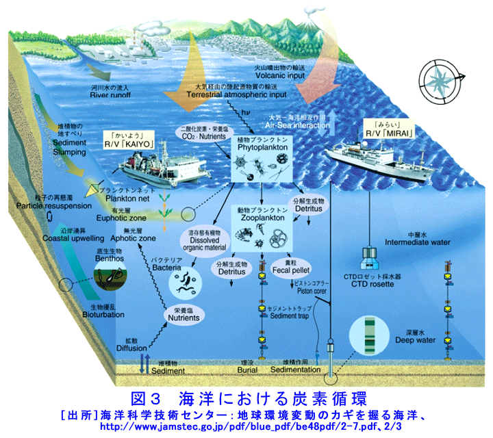 海洋における炭素循環