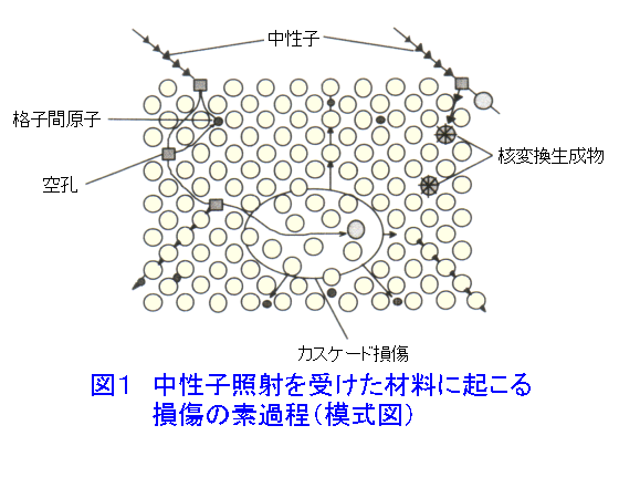 図１  中性子照射を受けた材料に起こる損傷の素過程（模式図）
