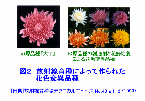 図２  放射線育種によって作られた花色変異品種