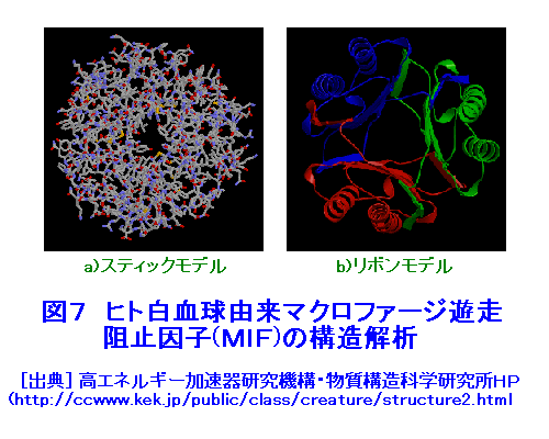 図７  ヒト白血球由来マクロファージ遊走阻止因子（MIF）の構造解析