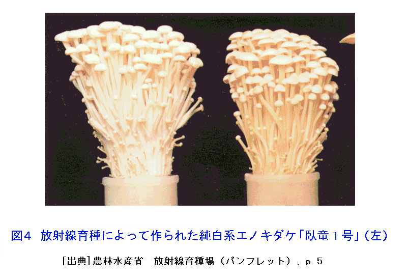図４  放射線育種によって作られた純白系エノキダケ「臥竜１号」（仮称）（左）