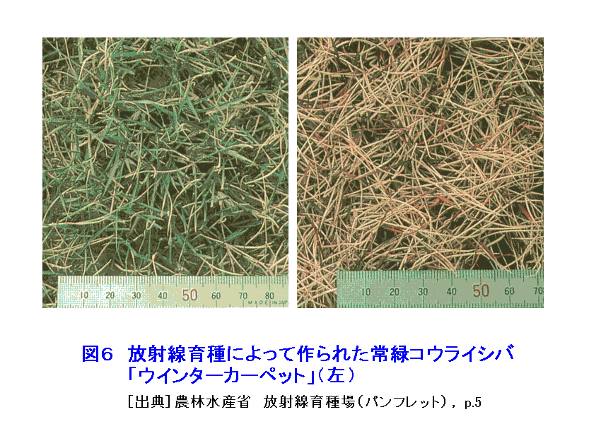 図６  放射線育種によって作られた常緑性コウライシバ「ウインターカーペット」（左）