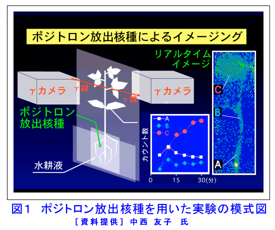 図１  ポジトロン放出核種を用いた実験の模式図