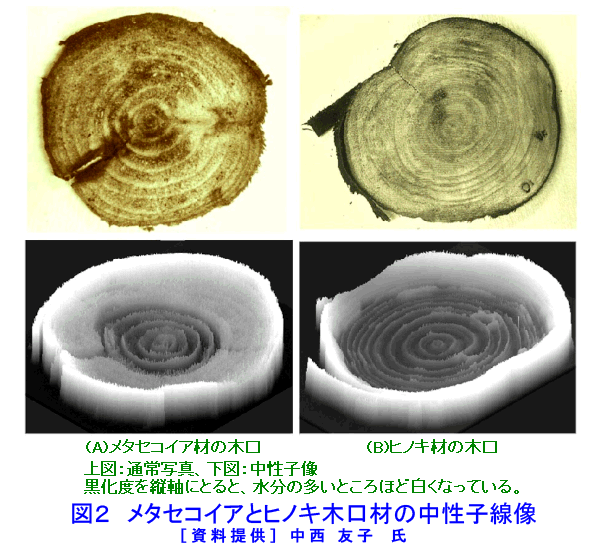 メタセコイアとヒノキ木口材の中性子線像