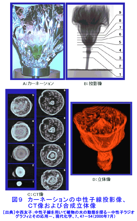 図９  カーネーションの中性子線投影像、ＣＴ像および合成立体像