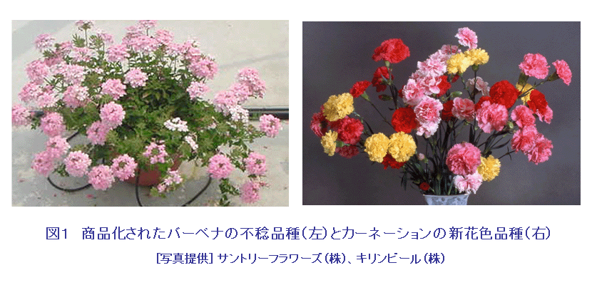 図１  商品化されたバーベナの不稔品種（上）とカーネーションの新花色品種（下）