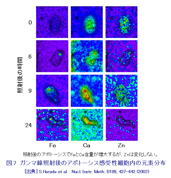 図７  ガンマ線照射後のアポトーシス感受性細胞内の元素分布