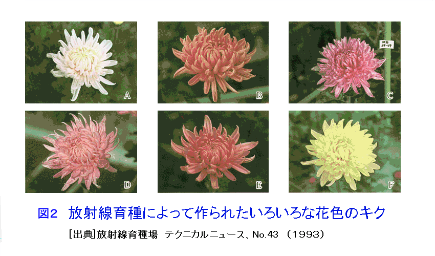 図２  放射線育種によって作られたいろいろな花色のキク