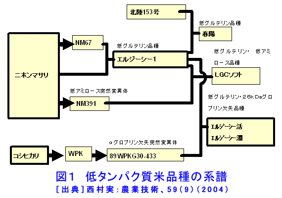 図１  低タンパク質米品種の系譜