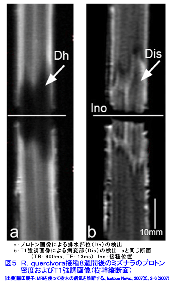図５  R. quercivora接種８週間後のミズナラのプロトン密度およびＴ１強調画像（樹幹縦断面）