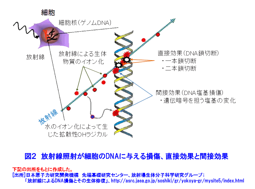 図２  放射線照射が細胞のDNAに与える損傷、直接効果と間接効果
