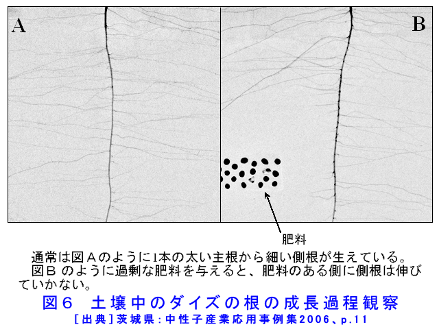 図６  土壌中のダイズの根の成長過程観察