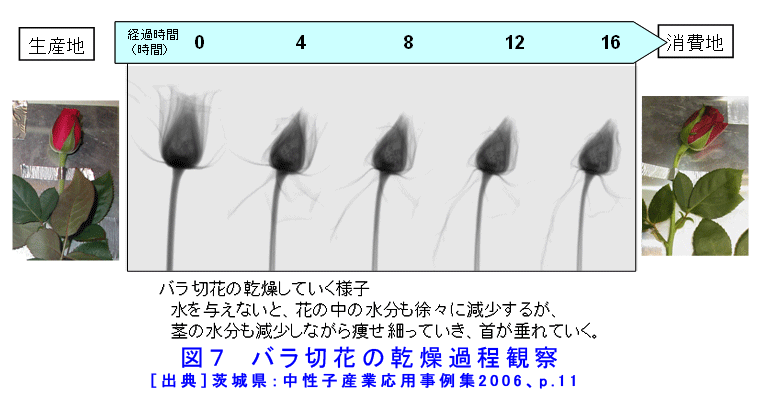 図７  バラ切花の乾燥過程観察
