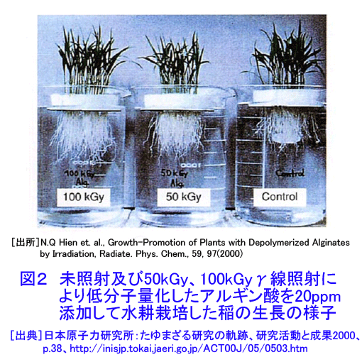 図２  未照射及び50kGy、100kGyγ線照射により低分子量化したアルギン酸を20ppm添加して水耕栽培した稲の生長の様子