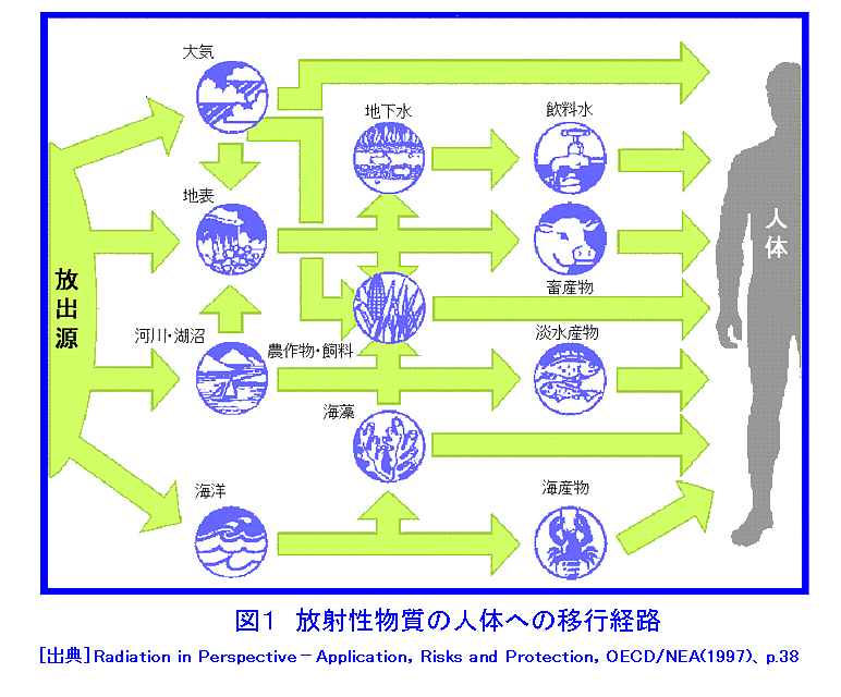 図１  放射性物質の人体への移行経路