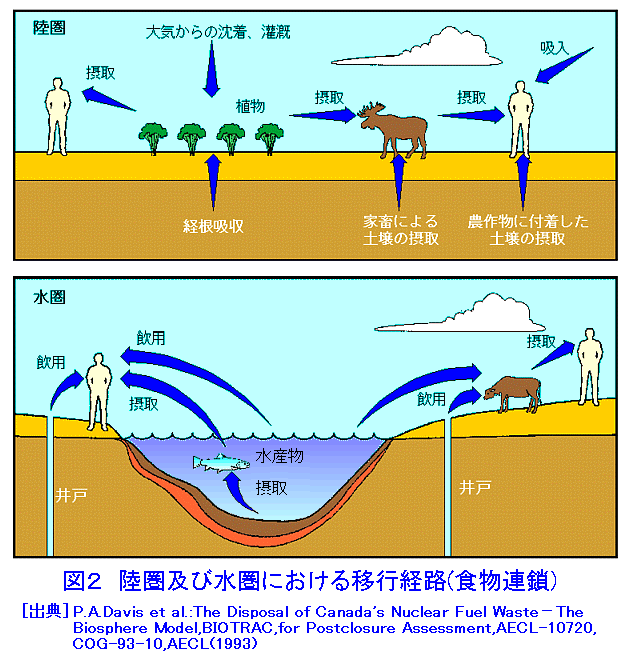 図２  陸圏及び水圏における移行経路（食物連鎖）