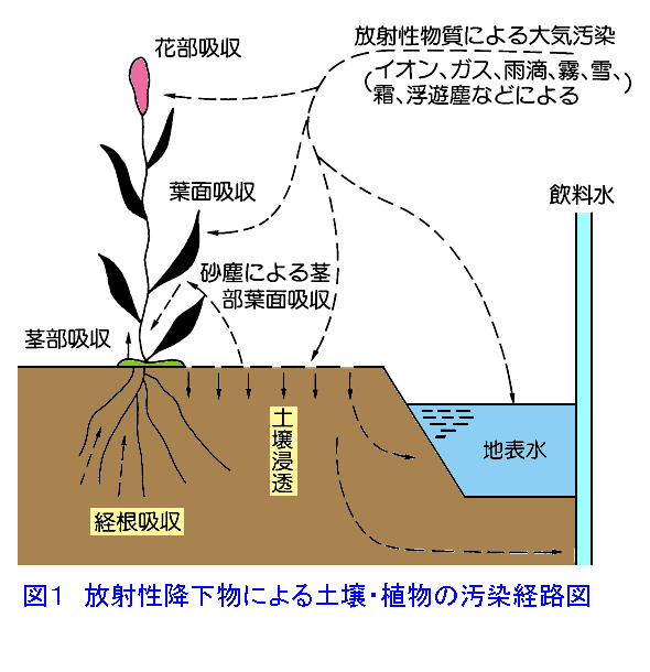 図１  放射性降下物による土壌・植物の汚染経路図