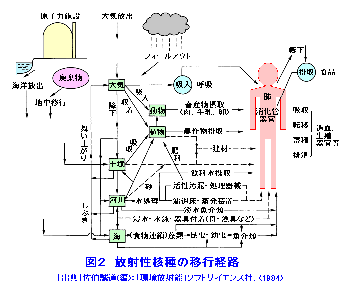 図２  放射性核種の移行経路