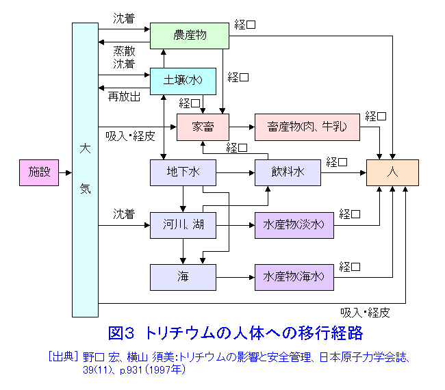 図３  トリチウムの人体への移行経路