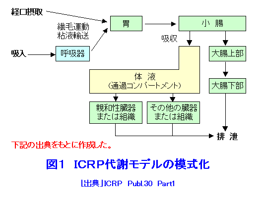 図１  ICRP代謝モデルの模式化