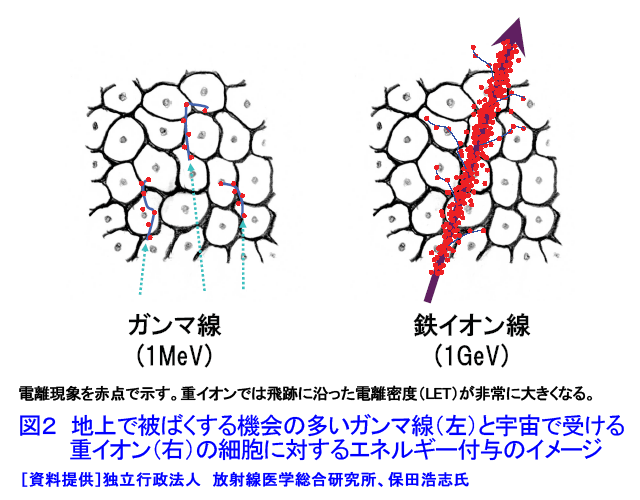 図２  地上で被ばくする機会の多いガンマ線（左）と宇宙で受ける重イオン（右）の細胞に対するエネルギー付与のイメージ