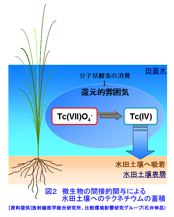 図２  微生物の間接的関与による水田土壌へのテクネチウムの蓄積