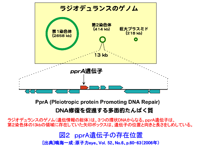 図２  ｐｐｒＡ遺伝子の存在位置