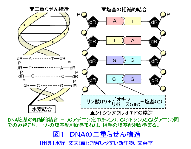 図１  DNAの二重らせん構造