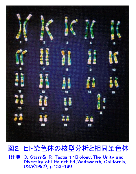 図２  ヒト染色体の核型分析と相同染色体