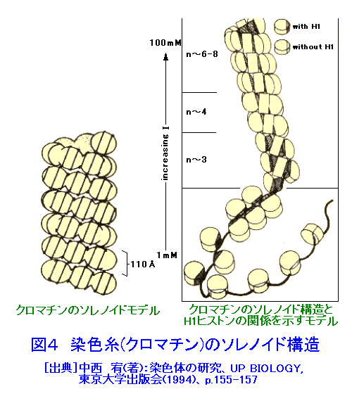 図４  染色糸（クロマチン）のソレノイド構造