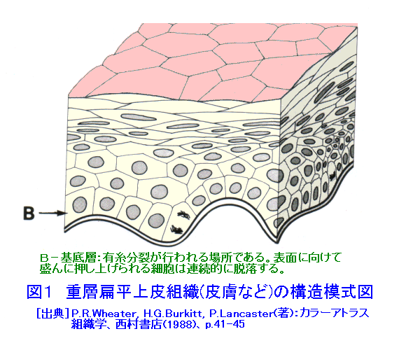 図１  重層扁平上皮組織（皮膚など）の構造模式図