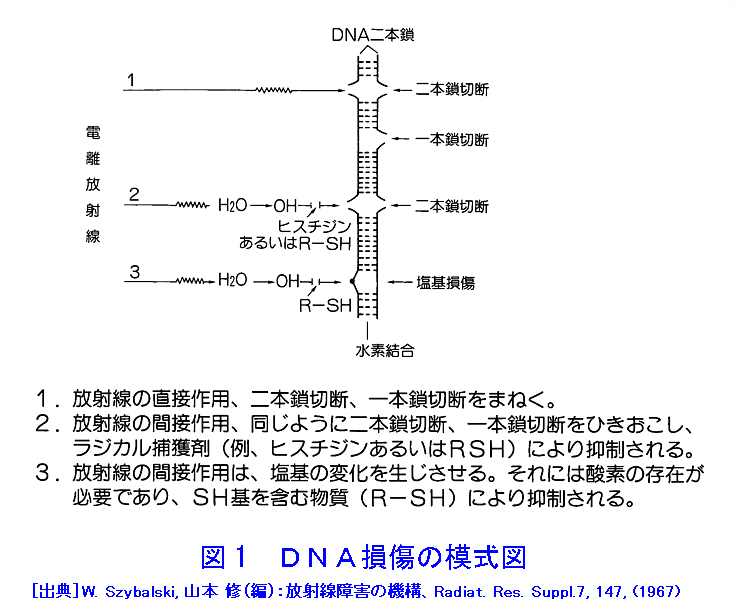 図１  DNA損傷の模式図