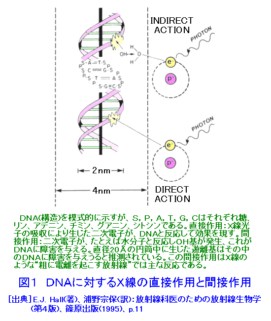図１  DNAに対するＸ線の直接作用と間接作用
