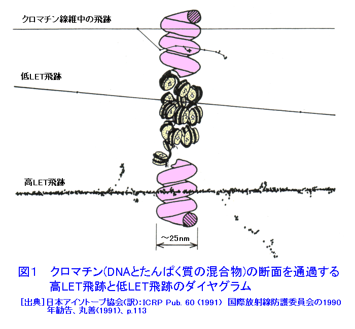 図１  クロマチン（DNAとたんぱく質の混合物）の断面を通過する高LET放射線と低LET放射線の飛跡のダイアグラム