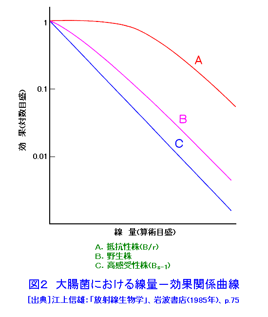 図２  大腸菌における線量−効果関係曲線