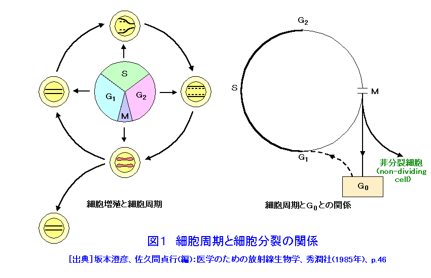 図１  細胞周期と細胞分裂の関係
