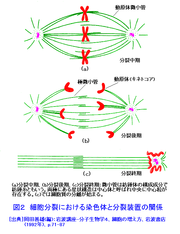 図２  細胞分裂における染色体と分裂装置の関係