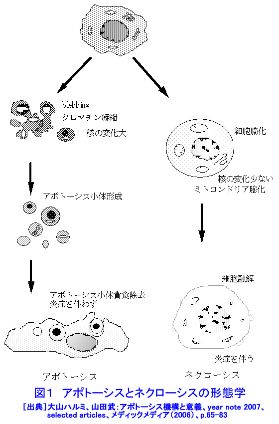 図１  アポトーシスとネクローシスの形態学