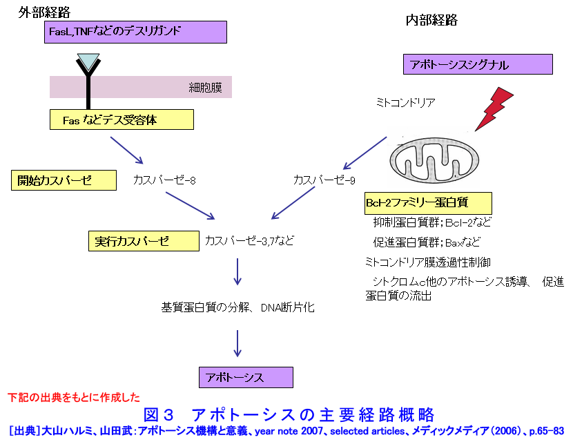 図３  アポトーシスの主要経路概略