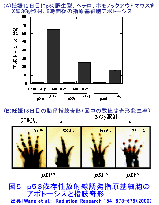図５  p53依存性放射線誘発指原基細胞のアポトーシスと指肢奇形