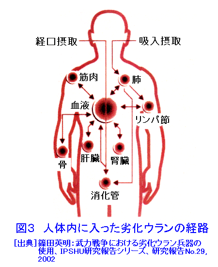 図３  人体内に入った劣化ウランの経路