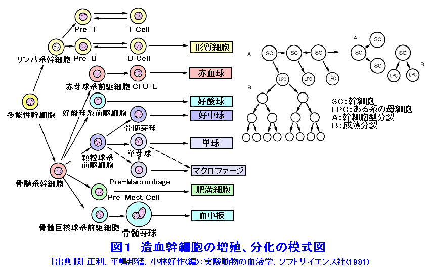 図１  造血幹細胞の増殖、分化の模式図