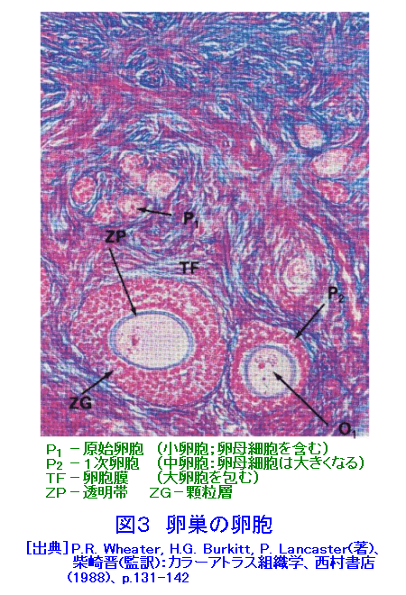 図３  卵巣の卵胞