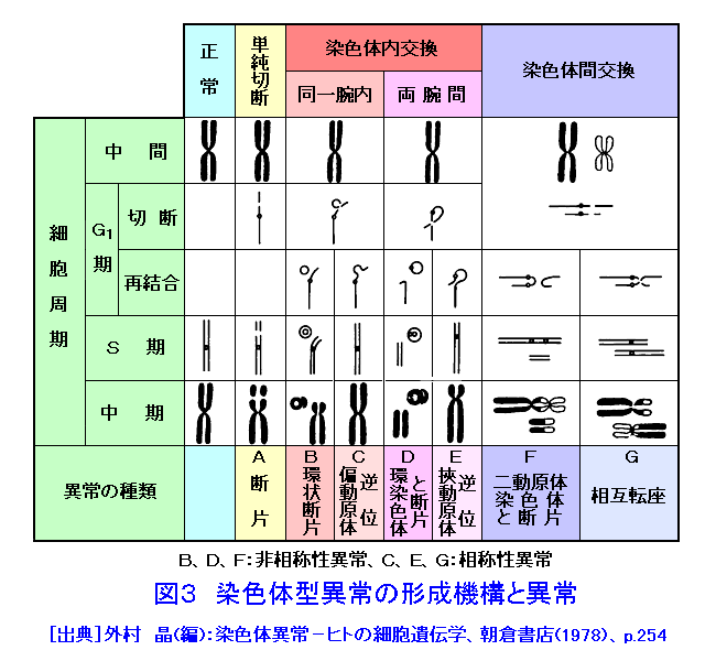 図３  染色体型異常の形成機構と異常