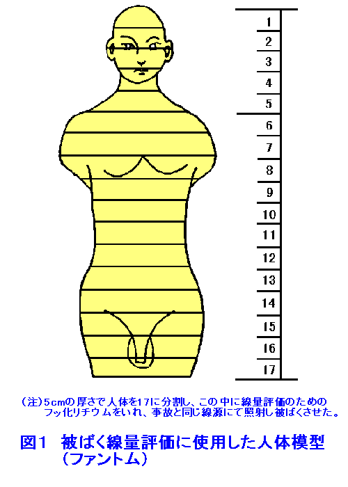 図１  被ばく線量評価に使用した人体模型（ファントム）