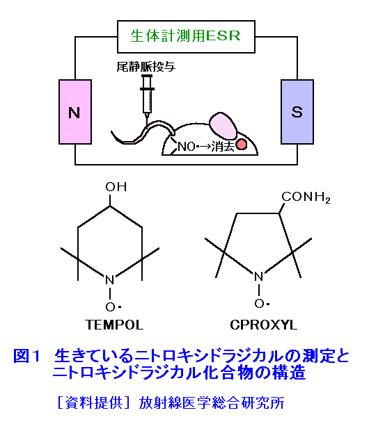 図１  生きているニトロキシドラジカルの測定とニトロキシドラジカル化合物の構造