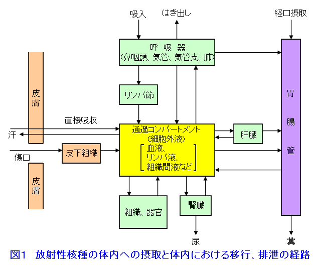 図１  放射性核種の体内への摂取と体内における移行、排泄の経路