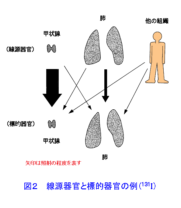 図２  線源器官と標的器官の例（