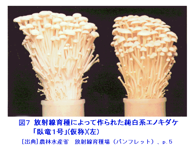 図７  放射線育種によって作られた純白系エノキダケ「臥竜１号」（仮称）（左）